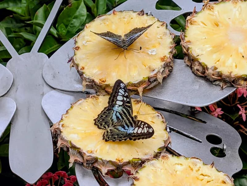 Tropical Butterfly Garden — Terminal 3 - Scenery in Singapore