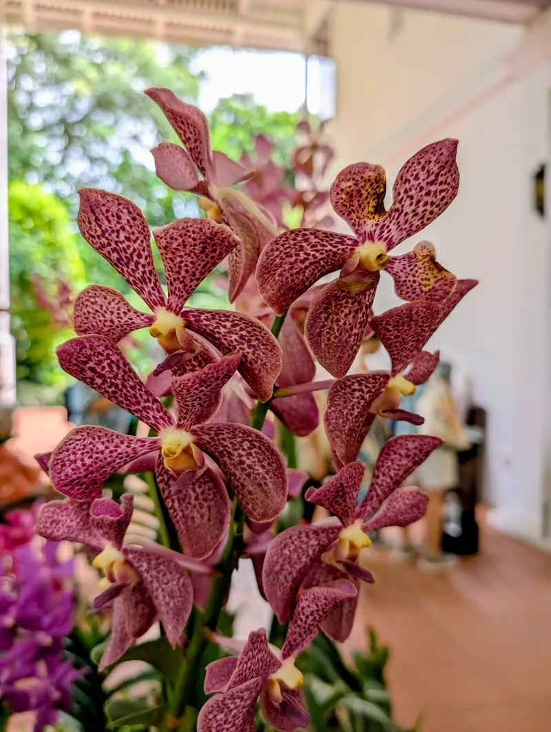 Botanic Gardens Singapore